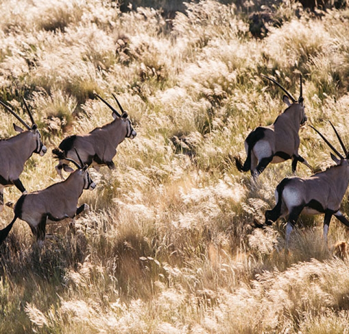 chapungu-south-africa-kalahari-oryx-42