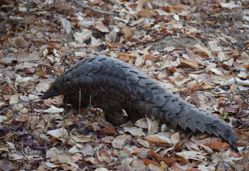 pangolin-option-2